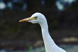 White Heron Bird Close Up Photo