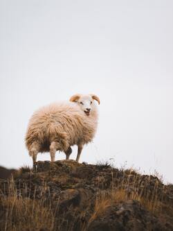 White Indian Mountain Sheep