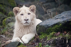 White Lion Sitting Near Rock