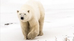 White Polar Bear HD Wallpaper