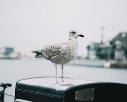White Seagull Bird 4K Photo