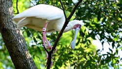 White Spoonbill on Tree in Zoo