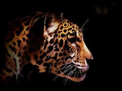 Wild Leopard Looking