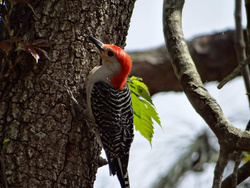 Woodpecker Bird on Tree