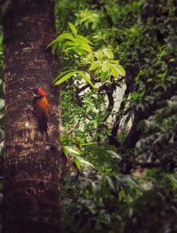 Woodpecker in Forest