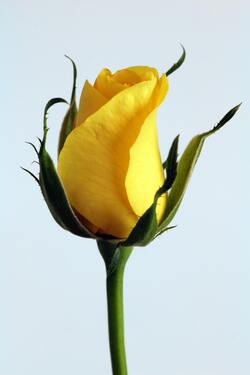 Yellow Rose Flower Mobile Photo