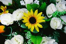 Yellow Sunflower Around White Rose Flower