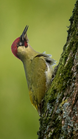 Yellowish Woodpecker Bird Pic