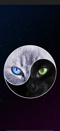 Yin and Yang Creative Cat Photo
