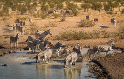Zebra Herd Drinking Water