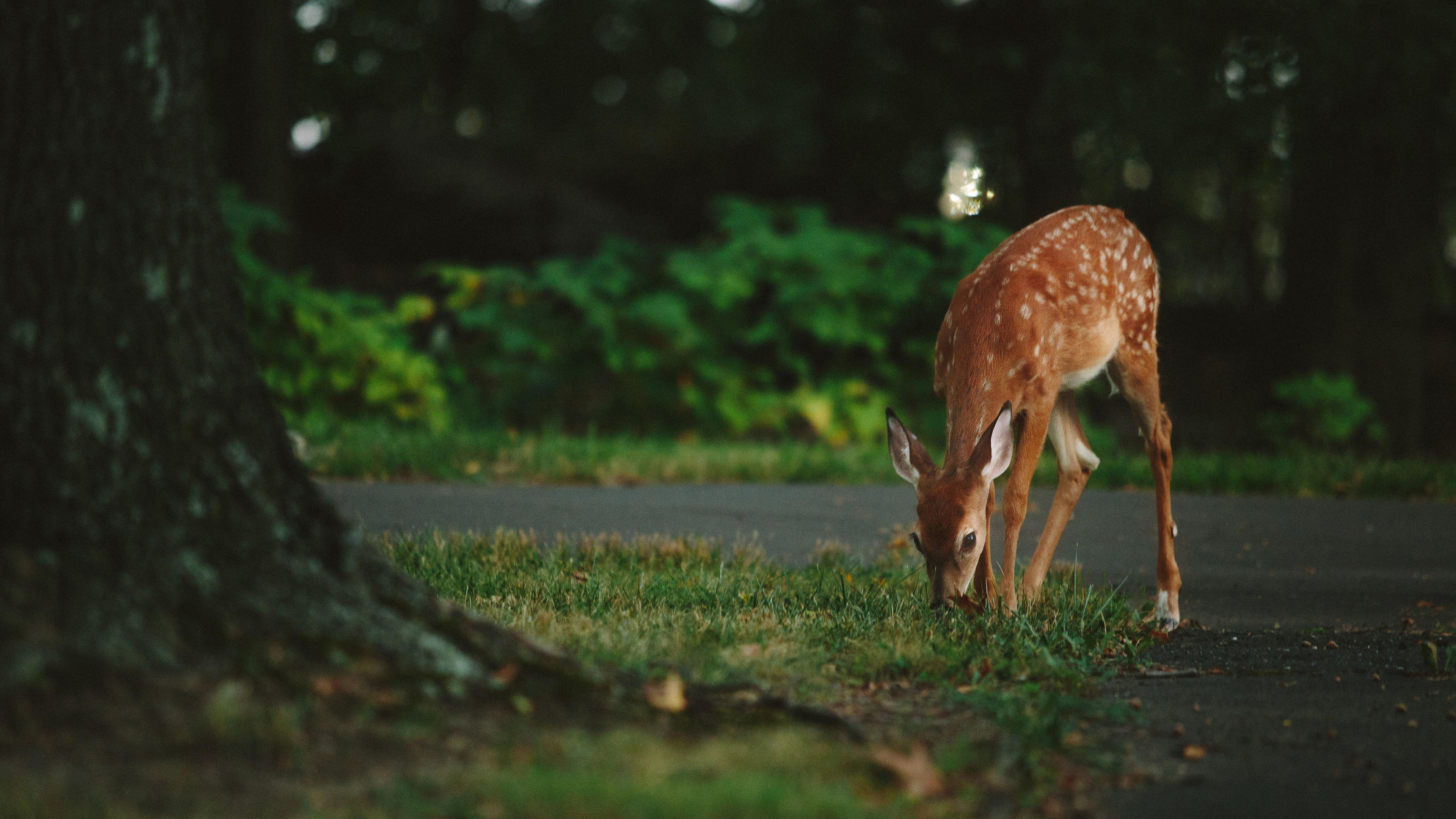 Deer 4k PC Wallpapers - Wallpaper Cave