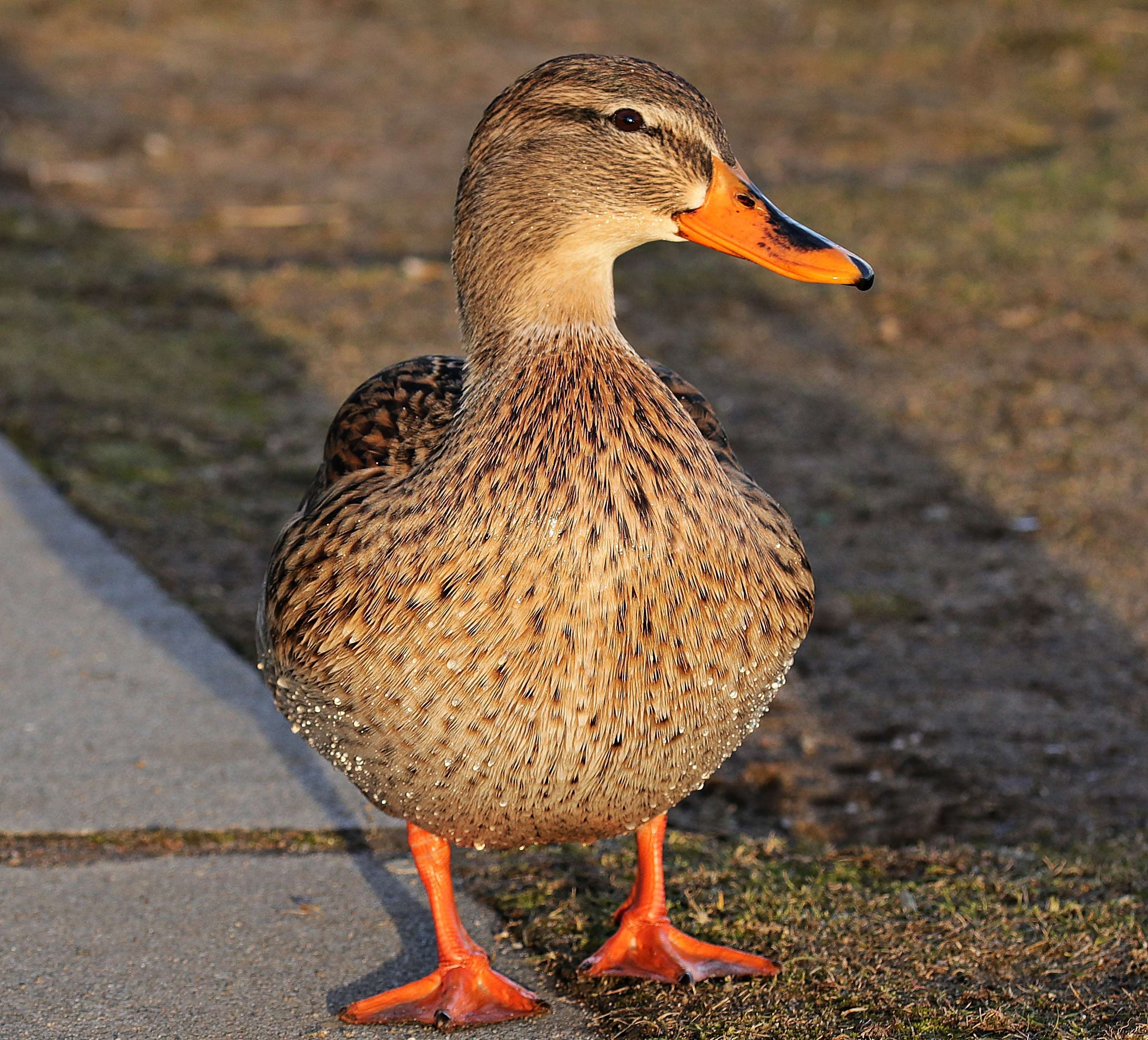 Beautiful Brown Duck 4K | Wallpapers Share