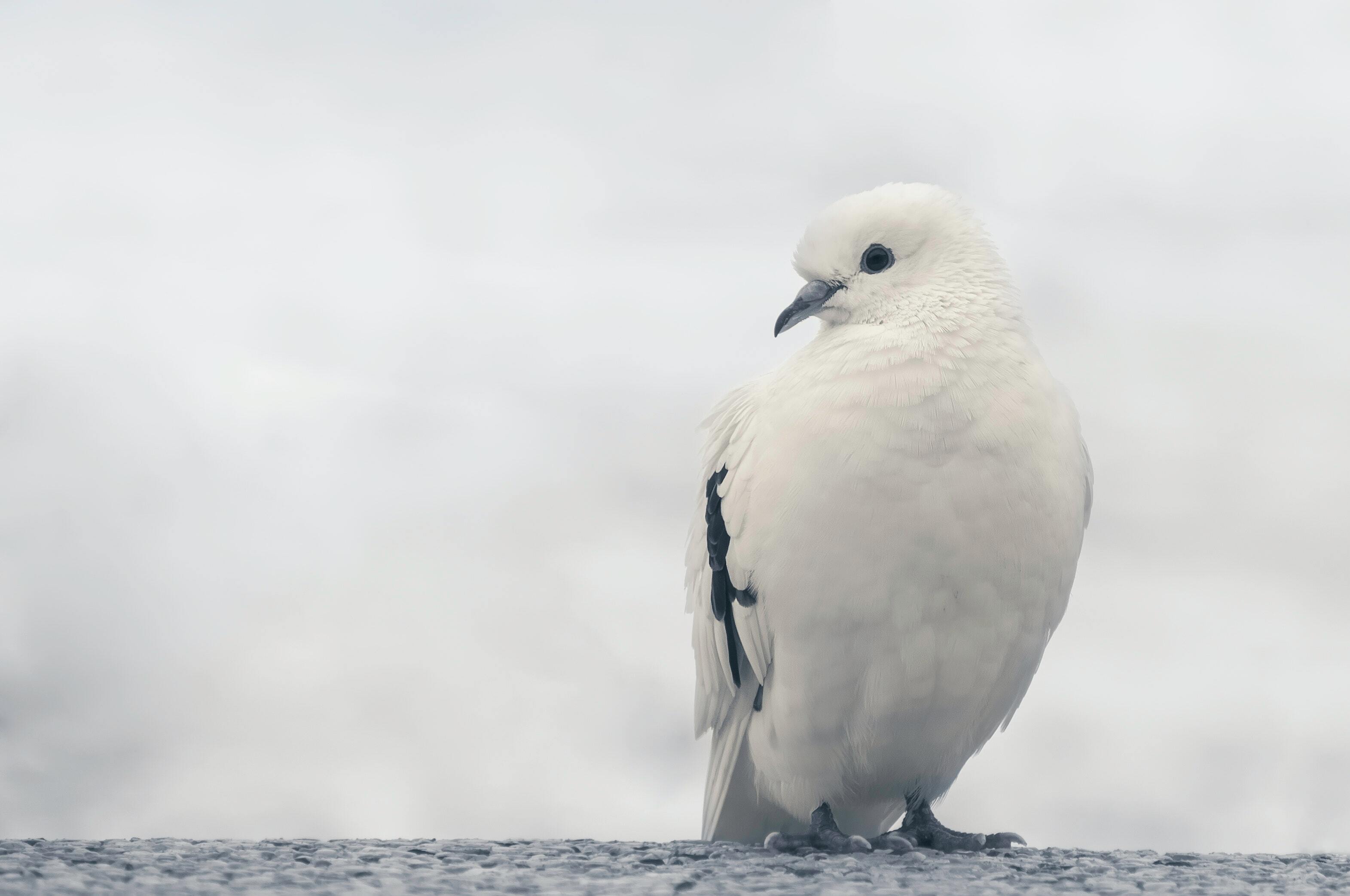 Beautiful White Pigeon on Trunk HD Wallpaper | 3142x2085 resolution  wallpaper
