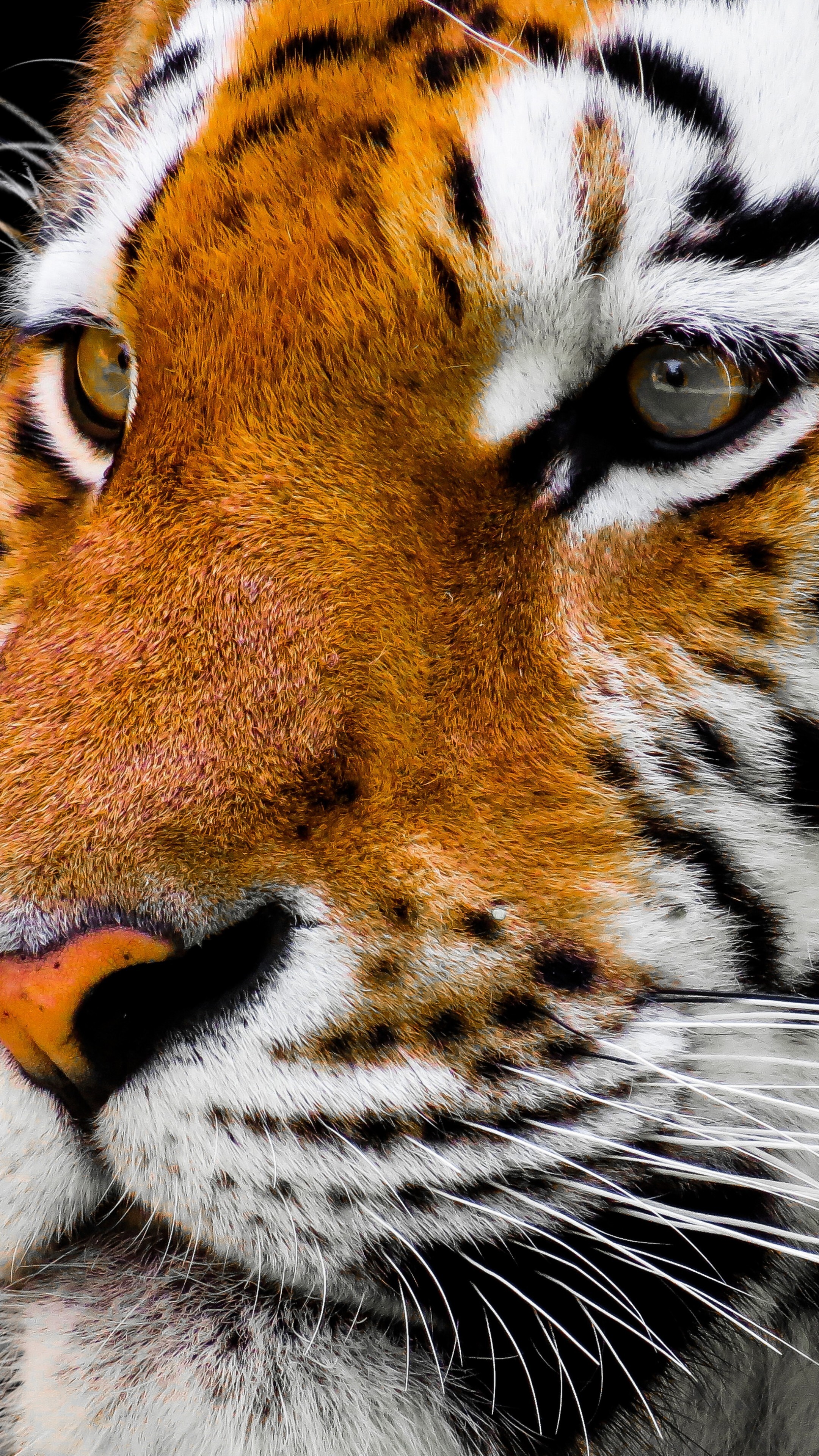 Tiger Mobile Wallpaper  WWF  World Wildlife Fund