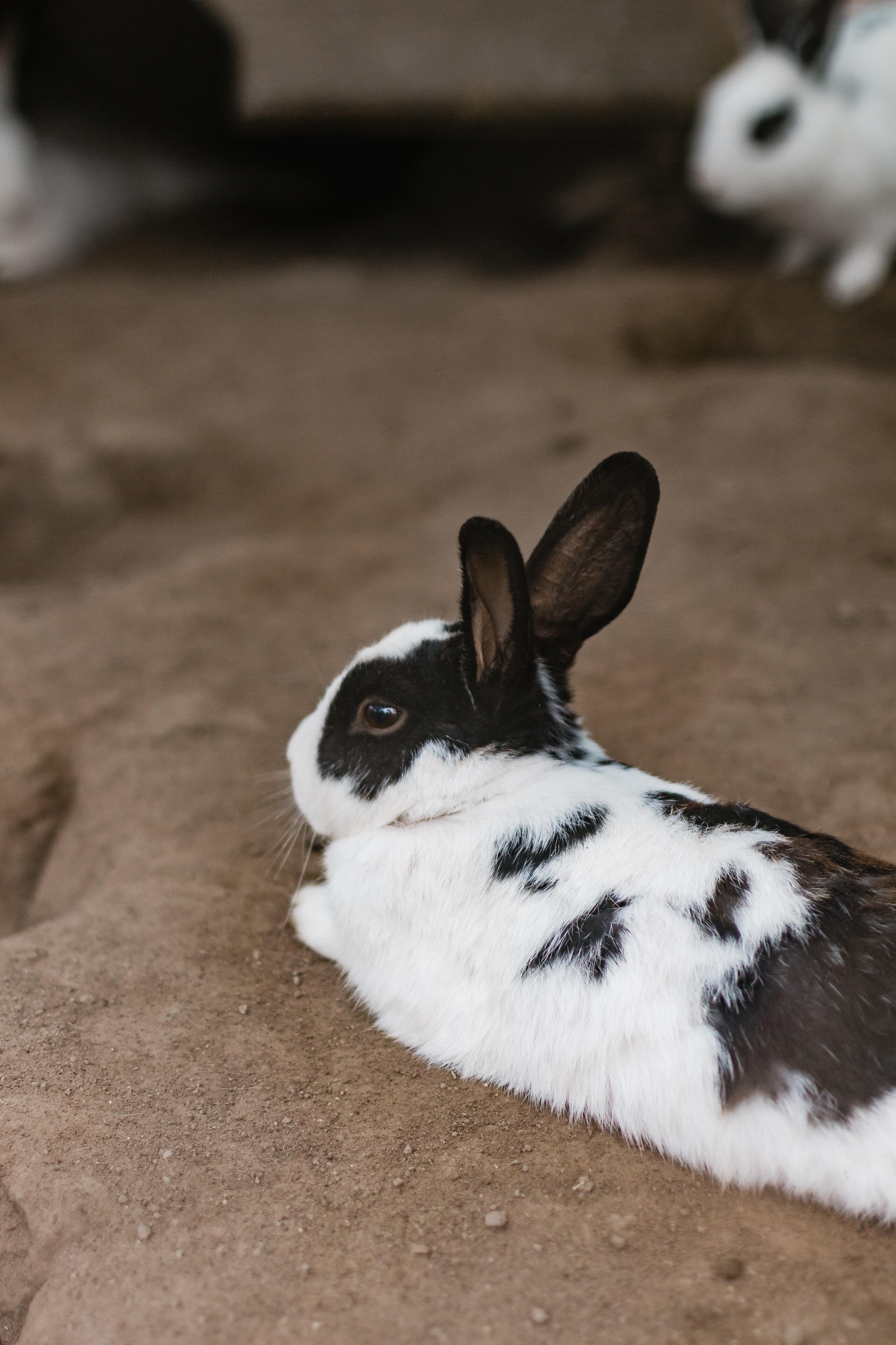 Black and White Rabbit Animal | Wallpapers Share