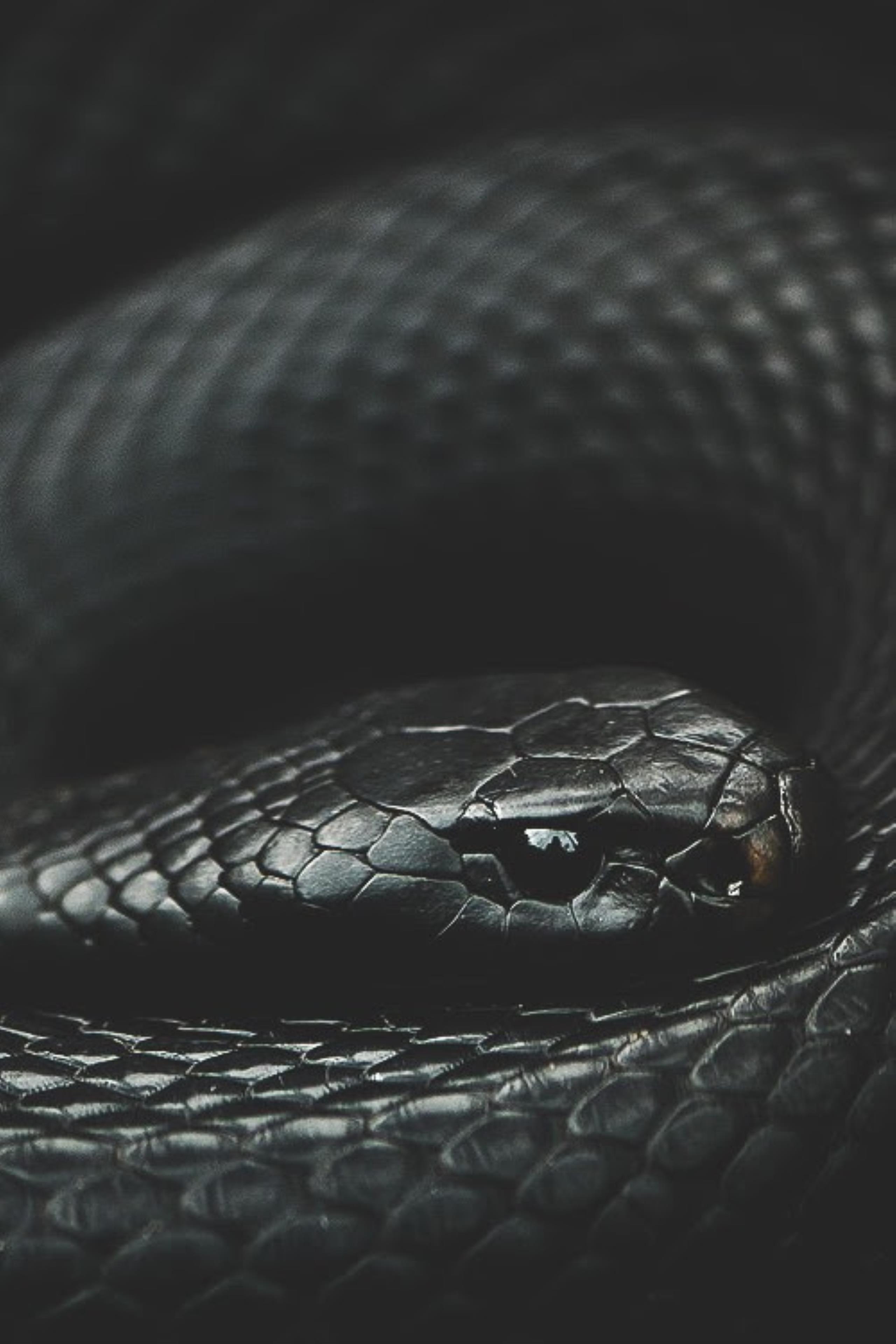 black snake hd