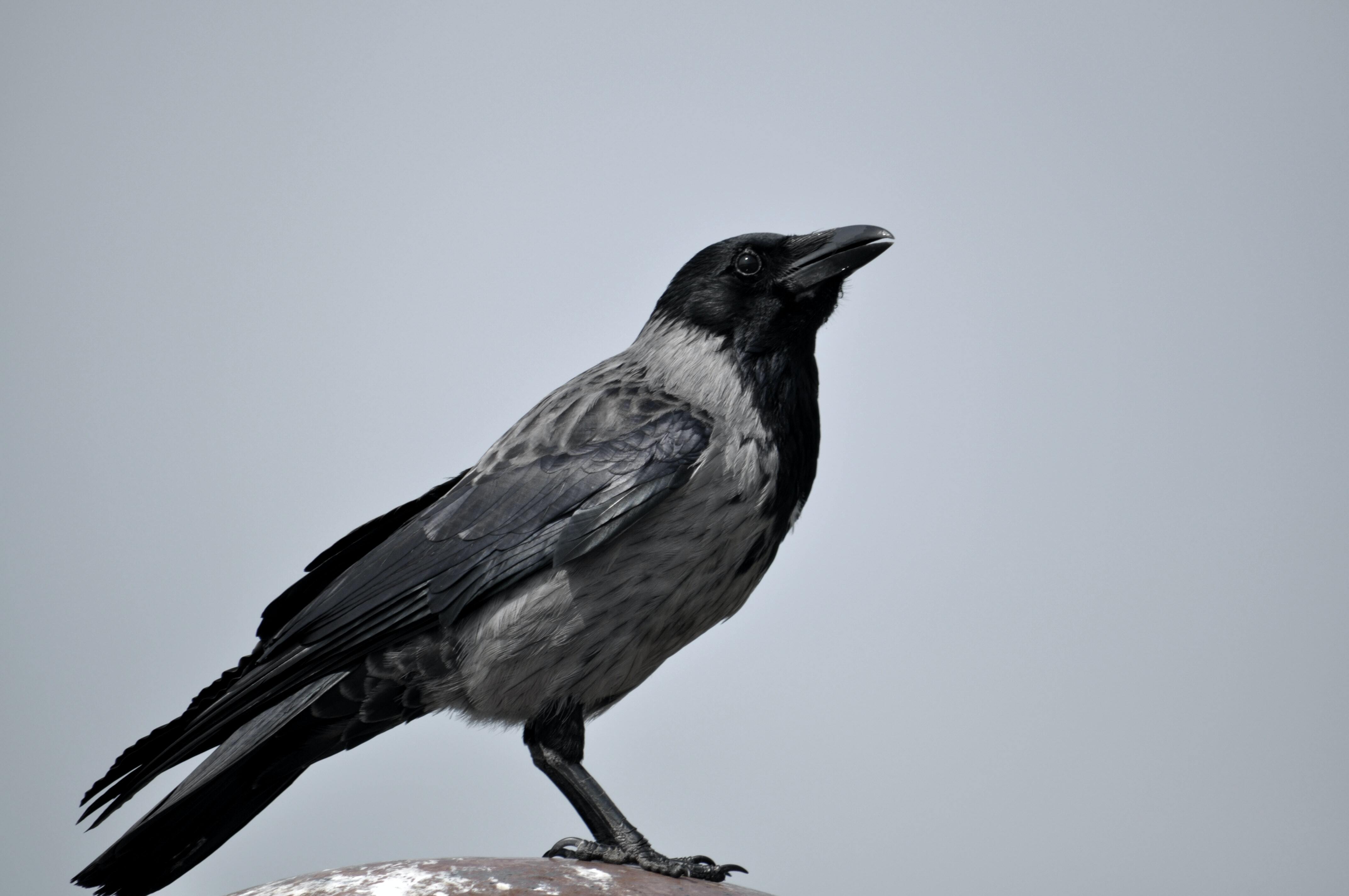 Темно серые птицы. Галка птица фото. Птица серого цвета. Черная птица с белой полосой на шее. Птица серо черная небольшая.
