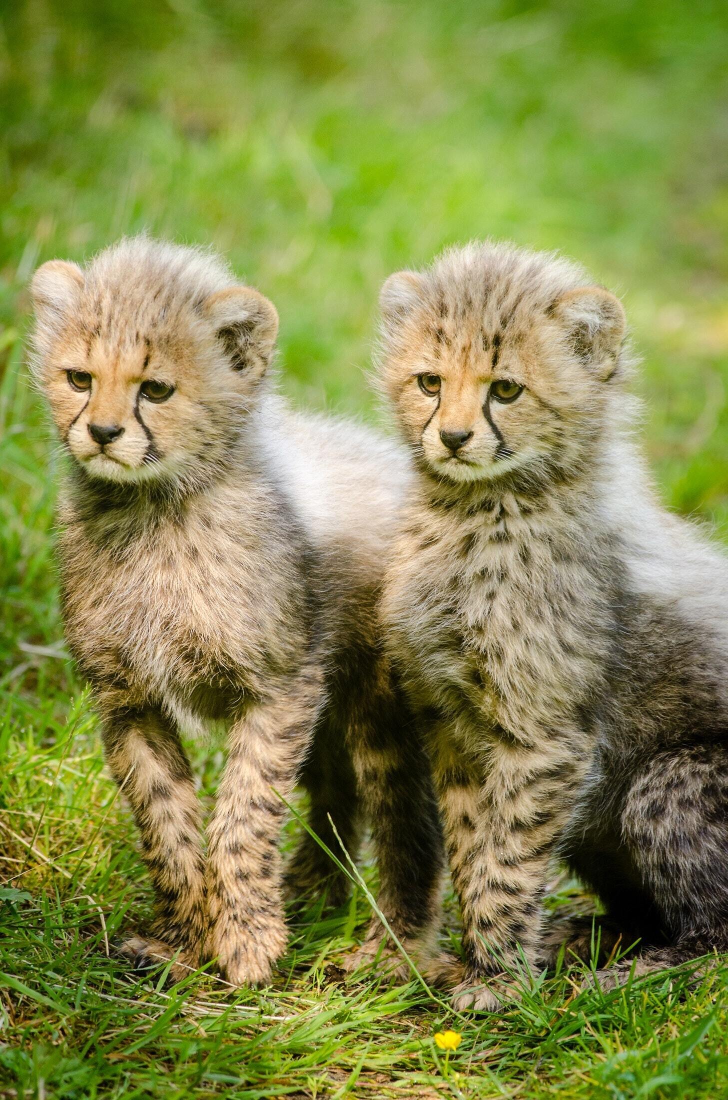 Cute Cheetah Cubs With Their Eyes Wide Open Background Cute Cheetah  Pictures Background Image And Wallpaper for Free Download