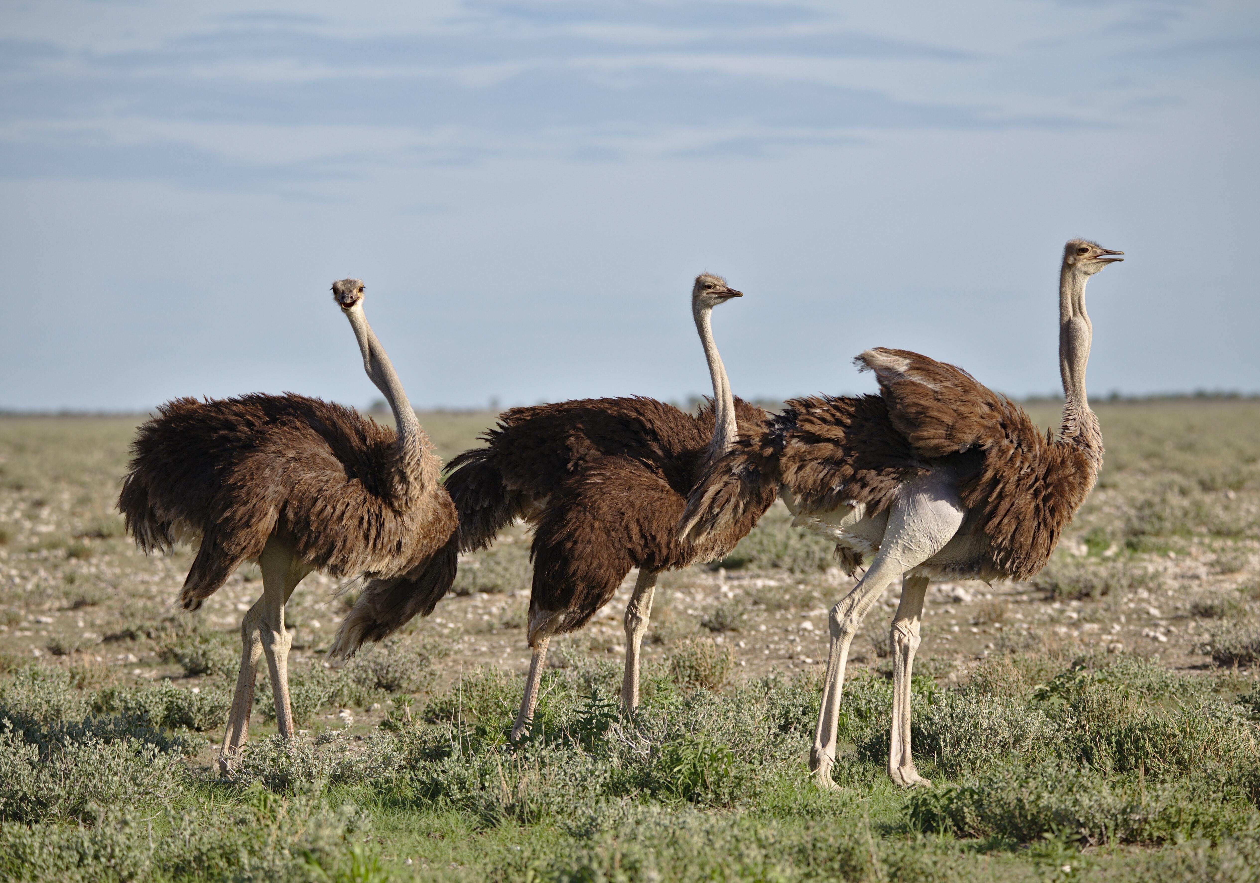 Ostrich Cell Phone Wallpaper Images Free Download on Lovepik  400661436