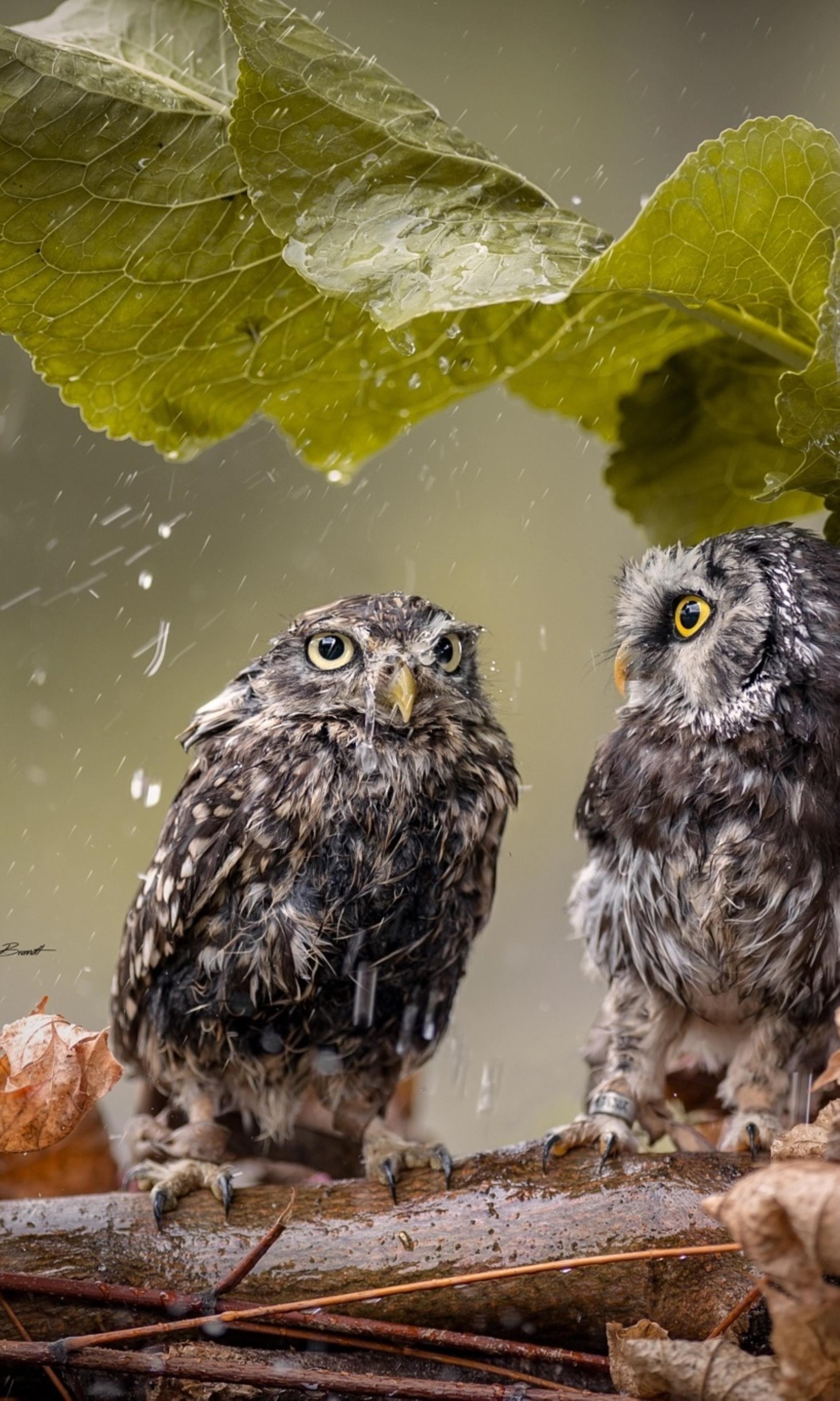 Owl Birds During Rain | 2304x3840 resolution wallpaper