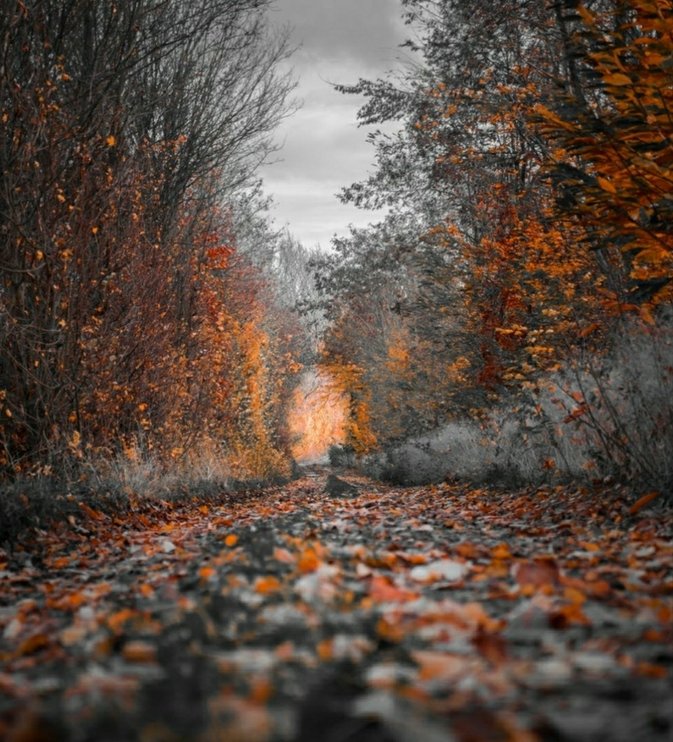 Path of Dry Leaves in Jungle | 979x1080 resolution wallpaper