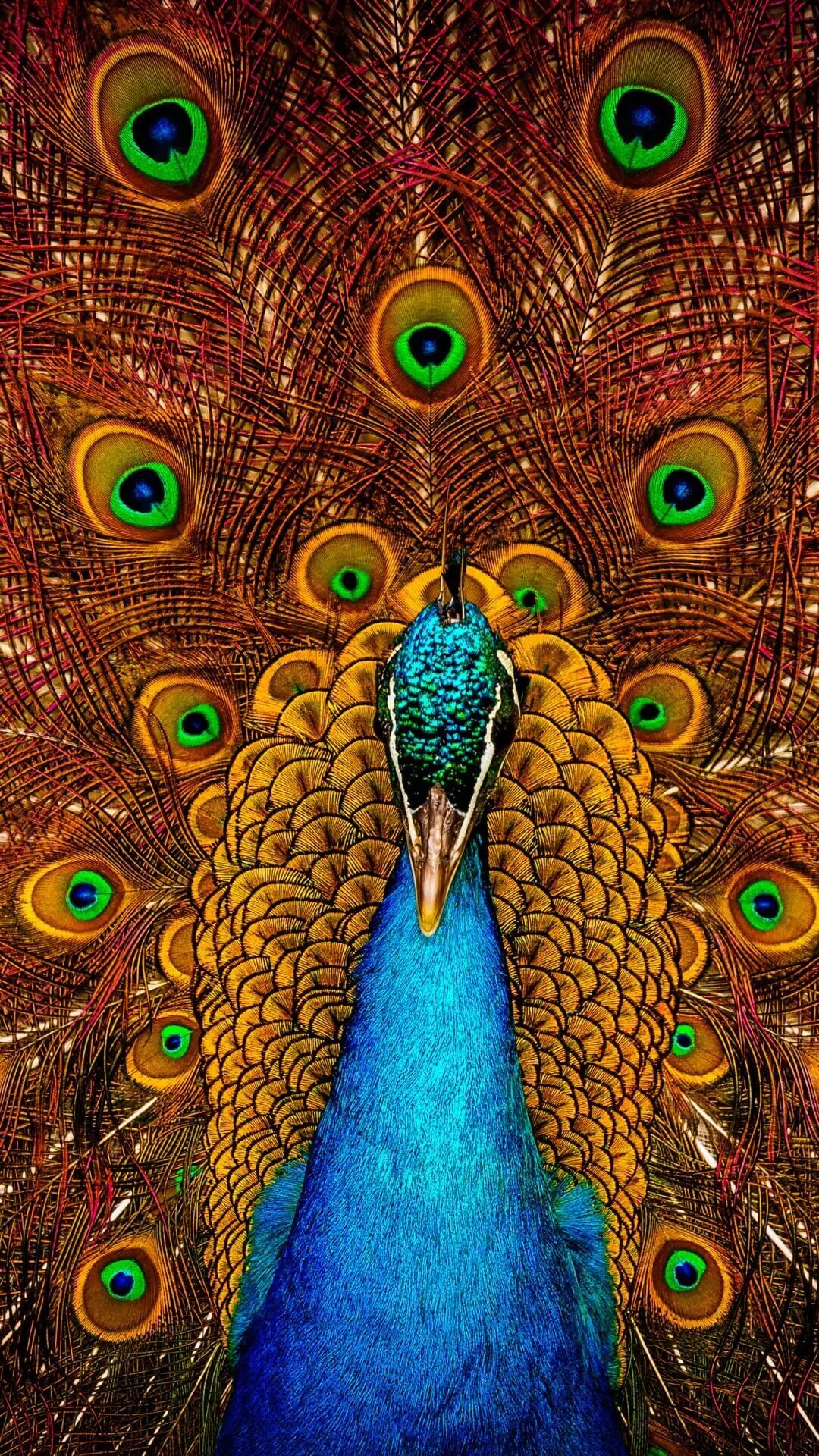 Peacock National Bird of India | 1080x1920 resolution wallpaper