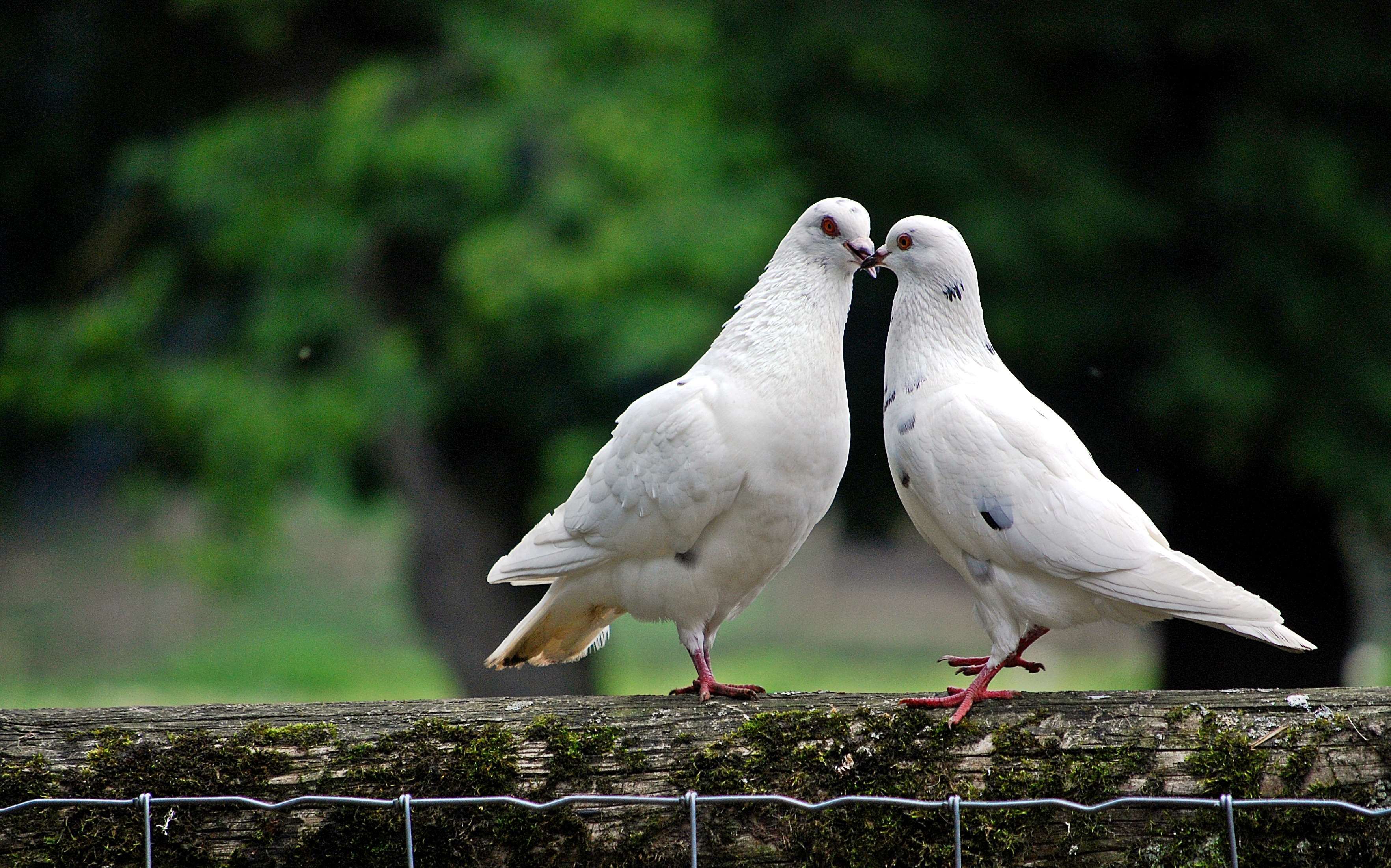 pigeons love wallpaper