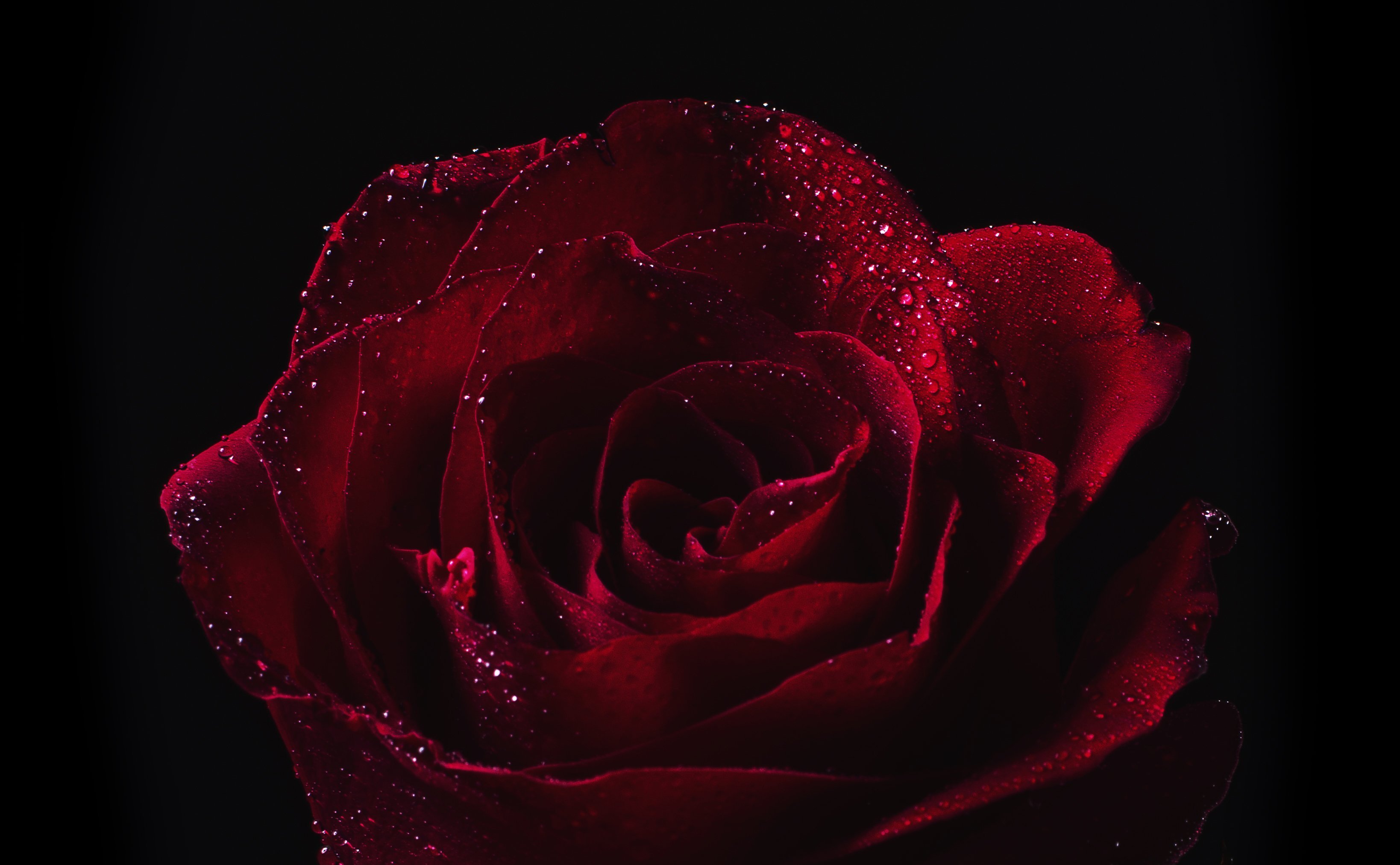 Red Roses With Dew Drop Wallpapers Share