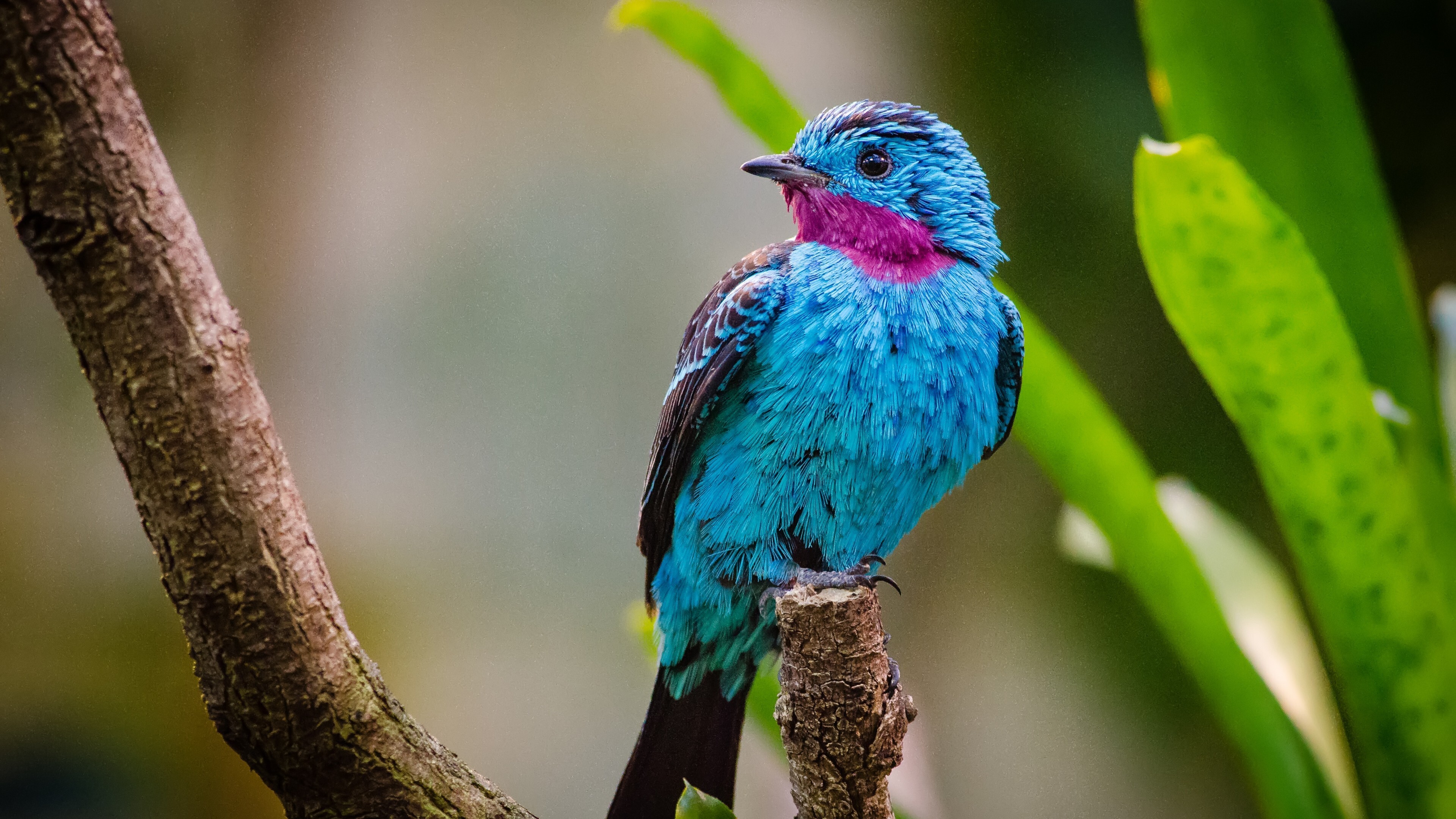Spangled Cotinga in South America 4K Photo | Wallpapers Share