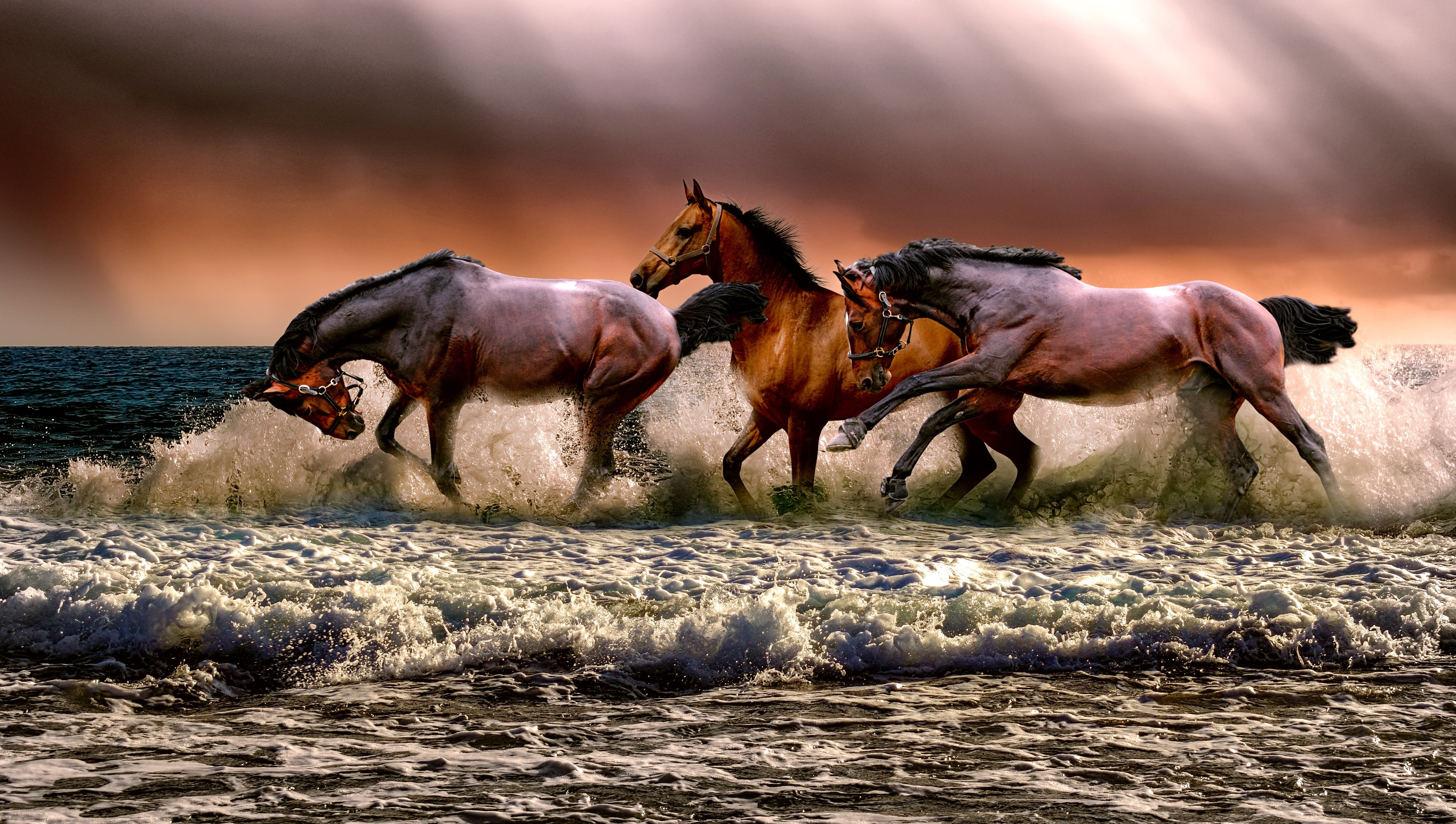The Horses Running in Water | Wallpapers Share