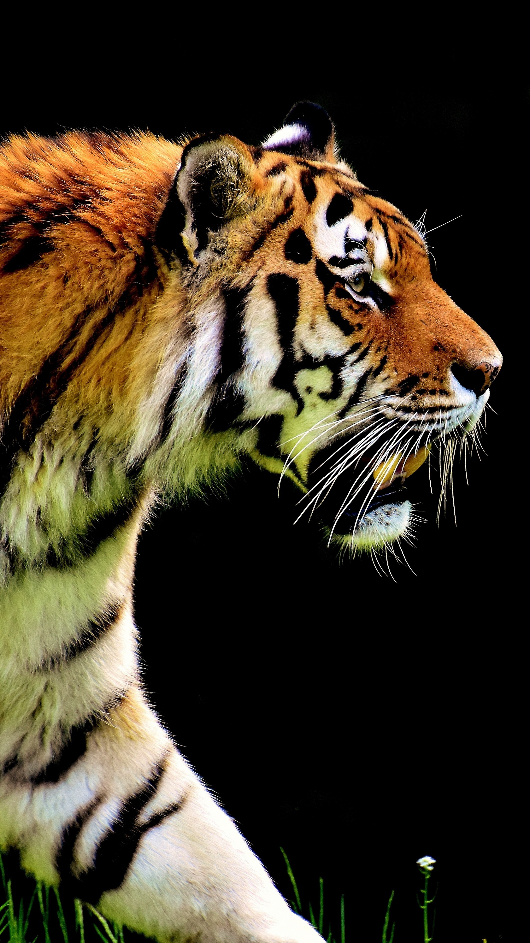 8K Ultra HD Animal Wallpapers - Top Free 8K Ultra HD Animal Backgrounds -  WallpaperAccess