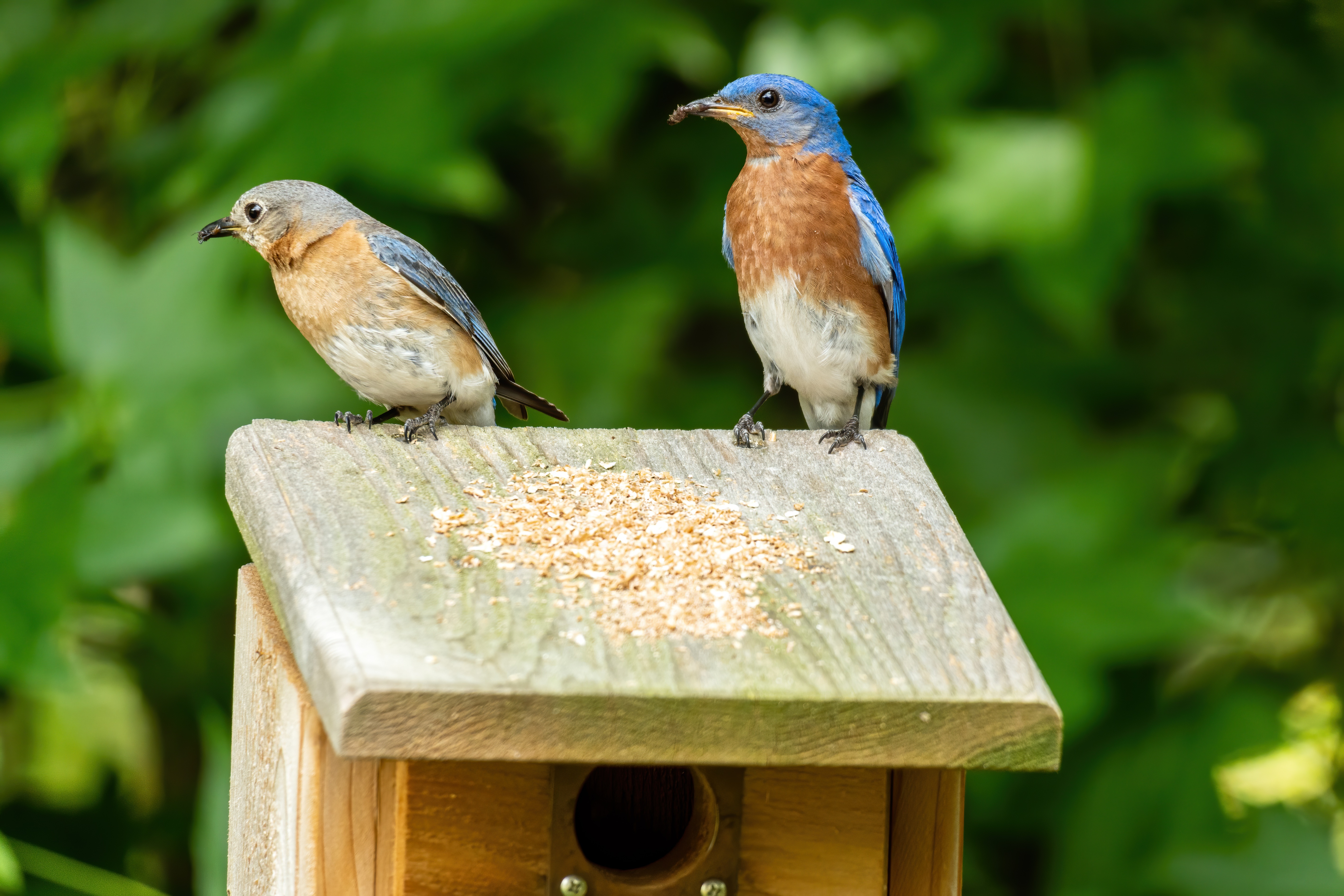 Examples of birds