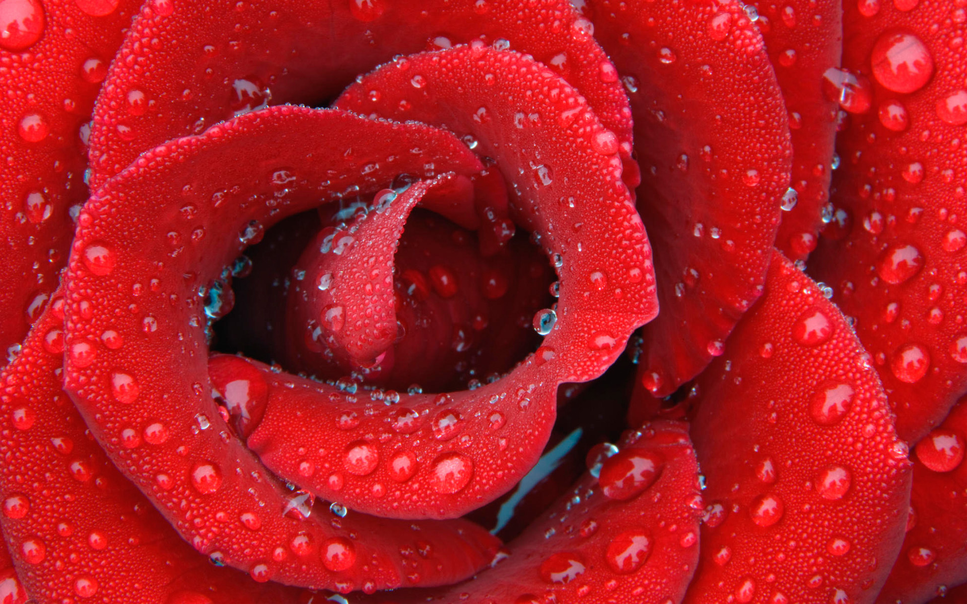 Water Drops On Red Rose Desktop Background Wallpapers Share