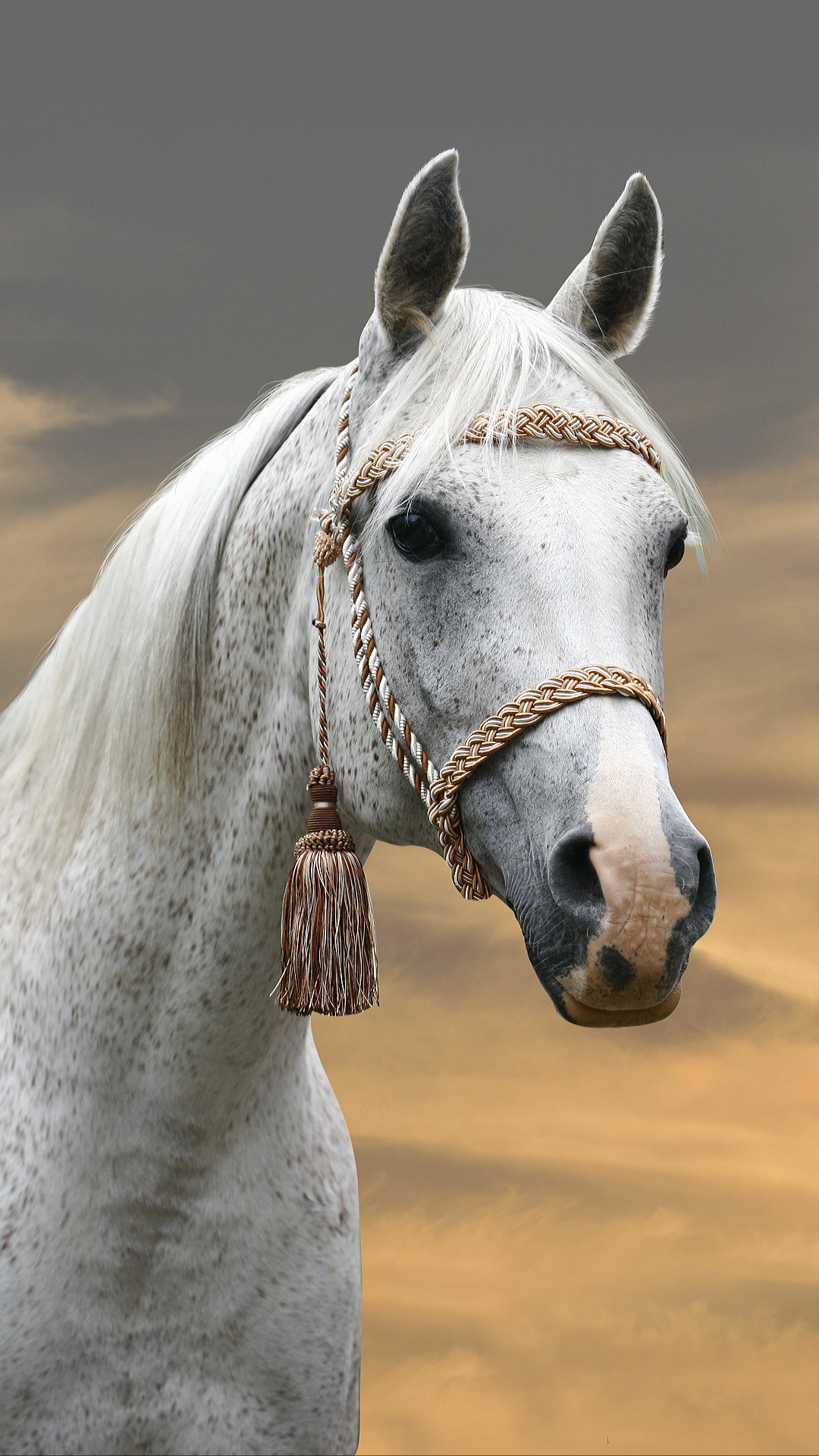 White Horse Mobile Photo | 1080x1920 resolution wallpaper