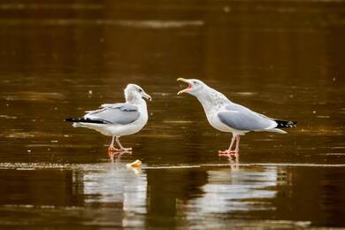 2 Birds On Water Ultra HD Pics