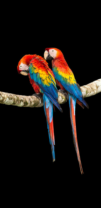 2 Colorful Macaw
