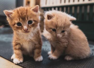 2 Cute Kittens Sitting Together