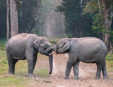 2 Elephants in Jungle