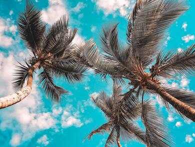3 Coconut Trees With Sky View