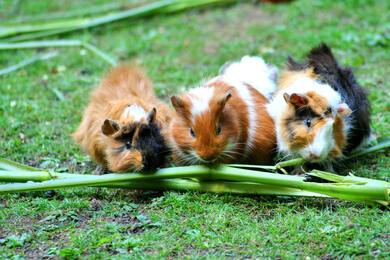 3 Cute Guinea Pig Sitting on Grass