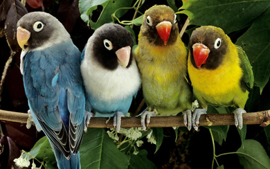 4 Parrots on Branch