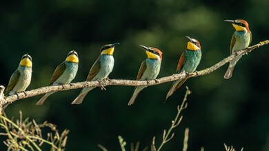 4K Image of Bee Eater Bird