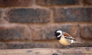 4K Image of Sparrow Bird