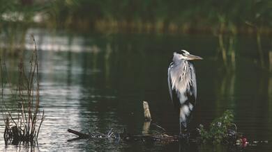 4K Photo of Grey Heron Bird Standing in Water