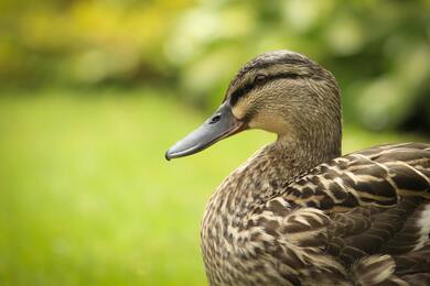 5K Image of Duck Bird