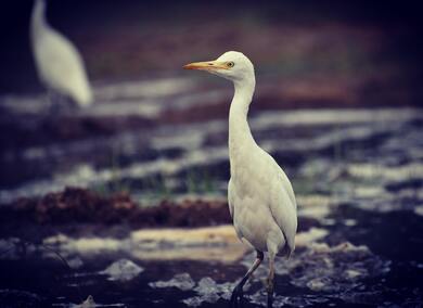 5K Image of White Stork Standing in Marsh