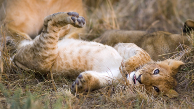 A Baby Lion Cub HD Image