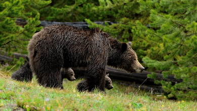 A Bear Mom With Her Kids