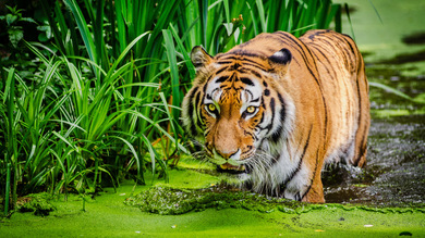 A Bengal Tiger in Lake 4K Animal