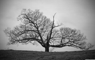 A Big Dry Tree